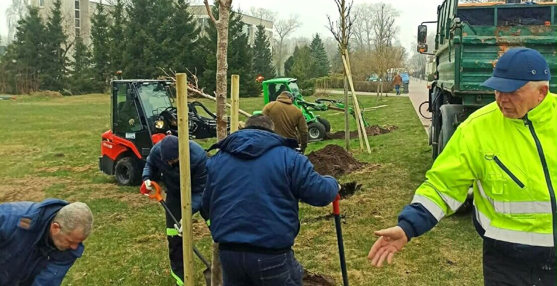 Medžių sodinimas/Palangos m.sav.nuotr.