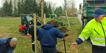 Palangoje atnaujinami želdynai – bus atsodinta beveik 100 naujų medžių