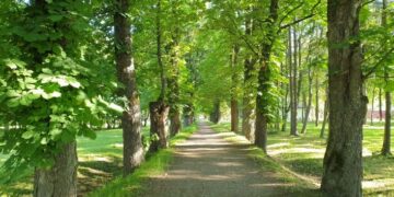 Startuoja visuomenės įtraukimo kampanija „Tapkite alėjų detektyvu!“