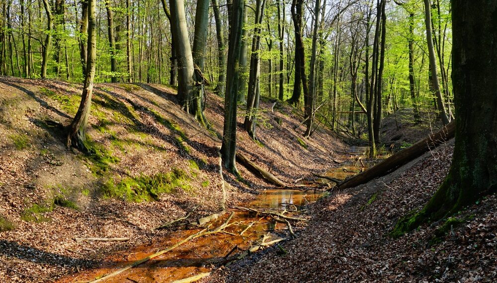 Miškas/Magnific