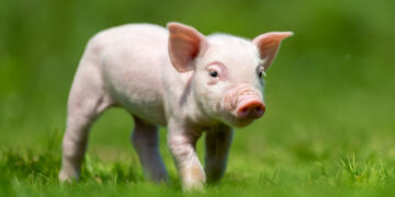 Kiaulių augintojams – iki 900 eurų parama biologinio saugumo priemonėms