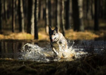 Ne kiekvienas šuo gimsta plaukiku: veterinaras įspėja apie dažniausias klaidas