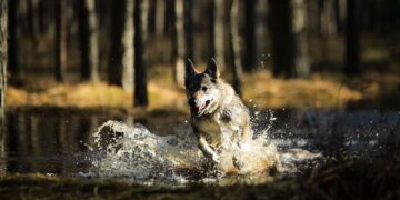 Ne kiekvienas šuo gimsta plaukiku: veterinaras įspėja apie dažniausias klaidas