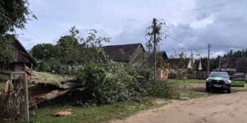 Nulūžęs  medis, nutraukti elektros laidai/Mažeikių raj.sav.nuotr.