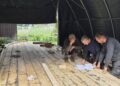 Juodkrantės Gintaro įlankoje – istoriniai darbai: statomas kurėnas „Rėza“