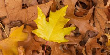 Rudens lapai/Magnific