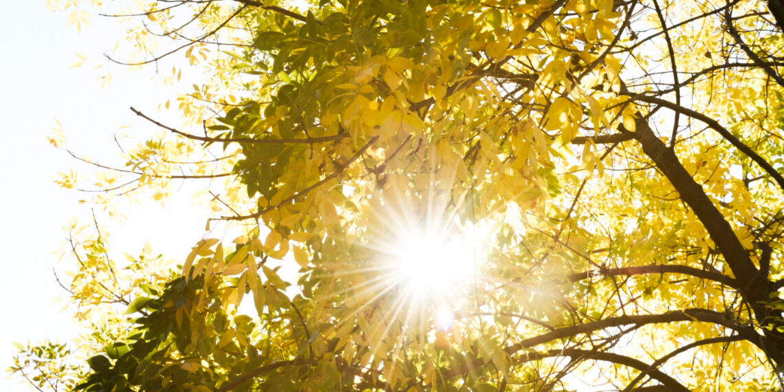 Rudens lapai/Magnific
